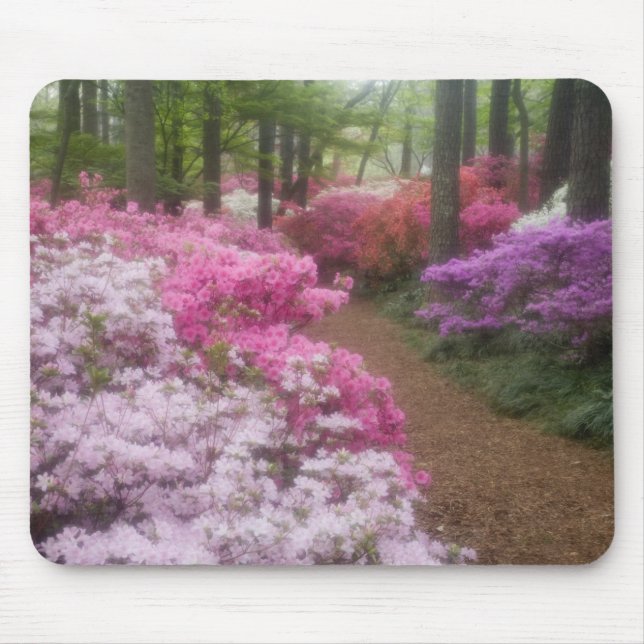 USA; Georgia; Pine Mountain. Azaleor vid 2 Musmatta (Framsidan)