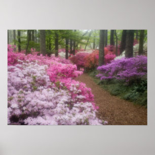 USA; Georgia; Pine Mountain. Azaleor vid 2 Poster