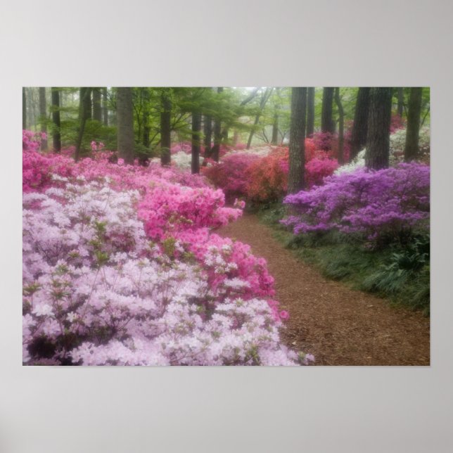 USA; Georgia; Pine Mountain. Azaleor vid 2 Poster (Framsidan)
