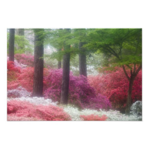 USA; Georgia; Pine mountain. Azaleor vid Fototryck