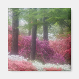 USA; Georgia; Pine mountain. Azaleor vid Magnet
