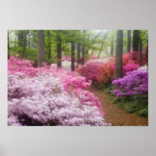USA; Georgia; Pine Mountain. Azaleor vid Poster