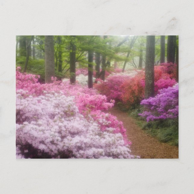 USA; Georgia; Pine Mountain. Azaleor vid Vykort (Framsida)