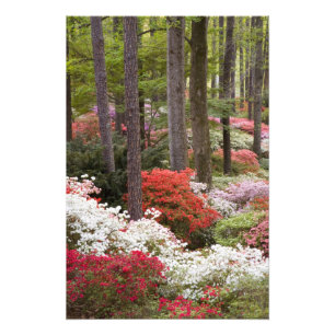 USA, Georgia, Pine Mountain. En skog av Fototryck