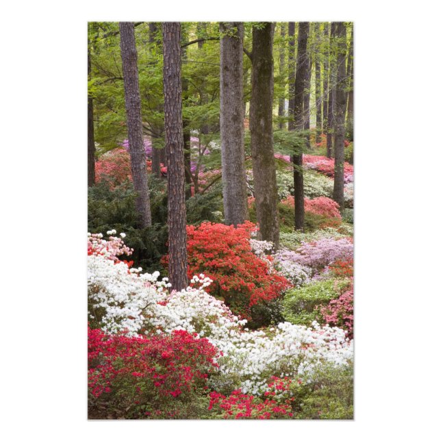 USA, Georgia, Pine Mountain. En skog av Fototryck (Framsidan)