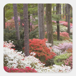 USA, Georgia, Pine Mountain. En skog av Fyrkantigt Klistermärke
