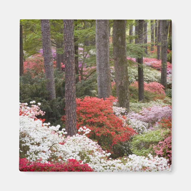 USA, Georgia, Pine Mountain. En skog av Magnet (Framsidan)