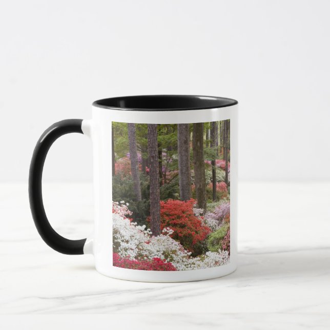 USA, Georgia, Pine Mountain. En skog av Mugg (Vänster)