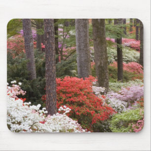 USA, Georgia, Pine Mountain. En skog av Musmatta