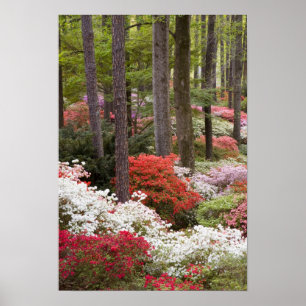 USA, Georgia, Pine Mountain. En skog av Poster