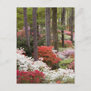 USA, Georgia, Pine Mountain. En skog av Vykort