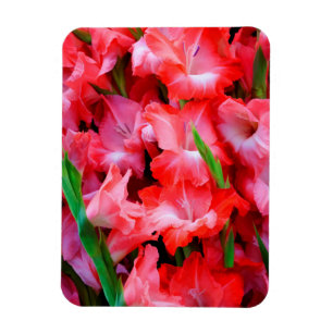 USA, Georgia, Savannah, bukett gladioler Magnet