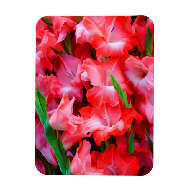USA, Georgia, Savannah, bukett gladioler Magnet (Vertikal)