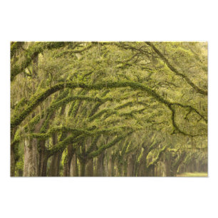 USA; Georgia; Savannah. Ekar med Fototryck