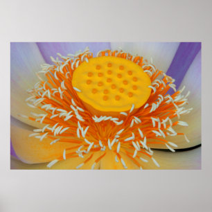 USA, Georgia, Savannah, Närbild på en Lotus Poster