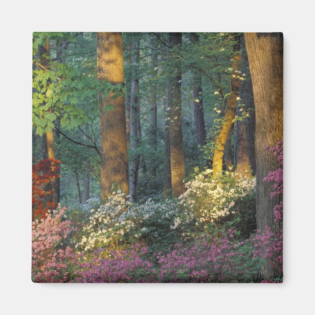 USA, Georgien, Callaway Gardens, Azalea-skogen. Magnet (Framsidan)