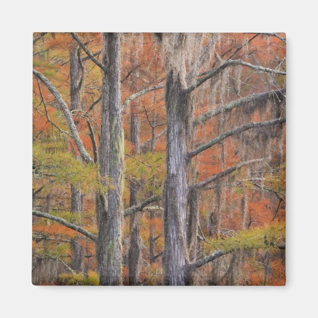 USA, Georgien, George Smith State Park, Cypress Magnet (Framsidan)