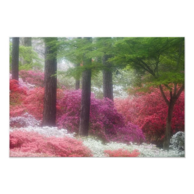 USA, Georgien, Gräs-berget. Azaleas vid Fototryck (Framsidan)