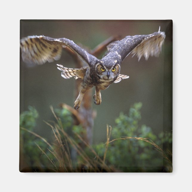 USA, Georgien, Gräs, Callaway Gardens. Magnet (Framsidan)