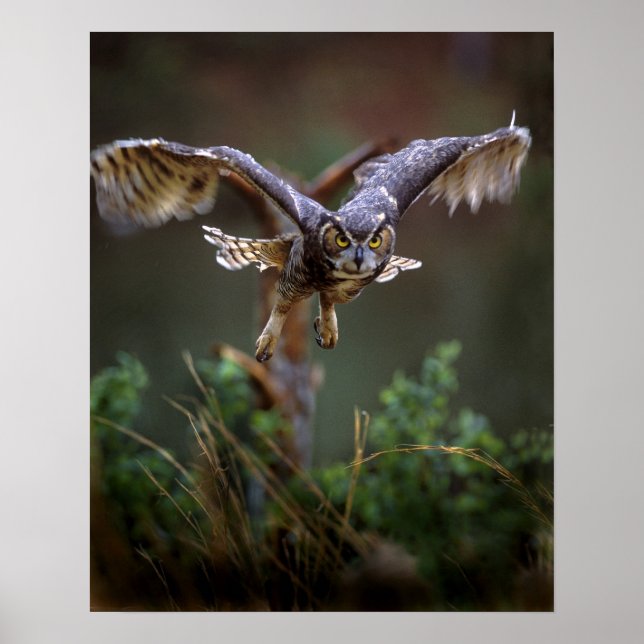 USA, Georgien, Gräs, Callaway Gardens. Poster (Framsidan)