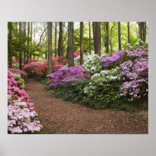 USA, Georgien, Gräs Mountain. En bana genom Poster