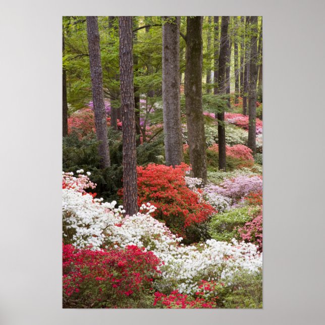 USA, Georgien, Gräs Mountain. En skog av Poster (Framsidan)