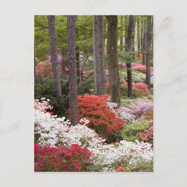 USA, Georgien, Gräs Mountain. En skog av Vykort (Framsida)