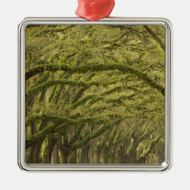 USA. Georgien, Savannah. Eak träd med Julgransprydnad Metall (Framsidan)