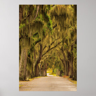 USA, Georgien, Savannah, Entrance Drive Poster