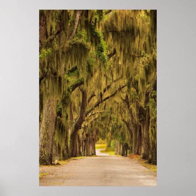 USA, Georgien, Savannah, Entrance Drive Poster (Framsidan)