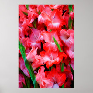 USA, Georgien, Savannah, Gladiolus Bouquet Poster