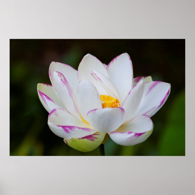 USA, Georgien, Savannah, Lootus Flower Blooming Poster (Framsidan)