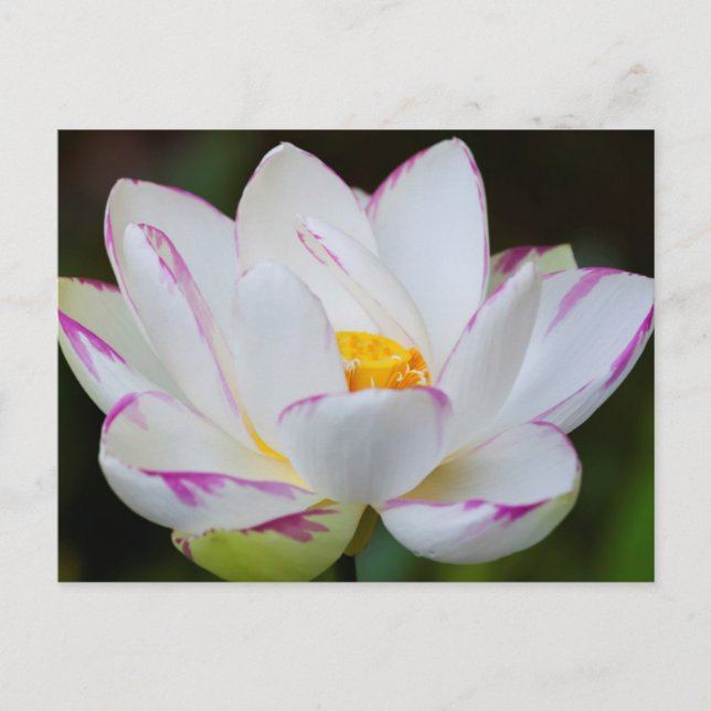 USA, Georgien, Savannah, Lootus Flower Blooming Vykort (Framsida)