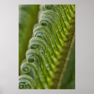 USA, Georgien, Savannah, nära nya fronder Poster