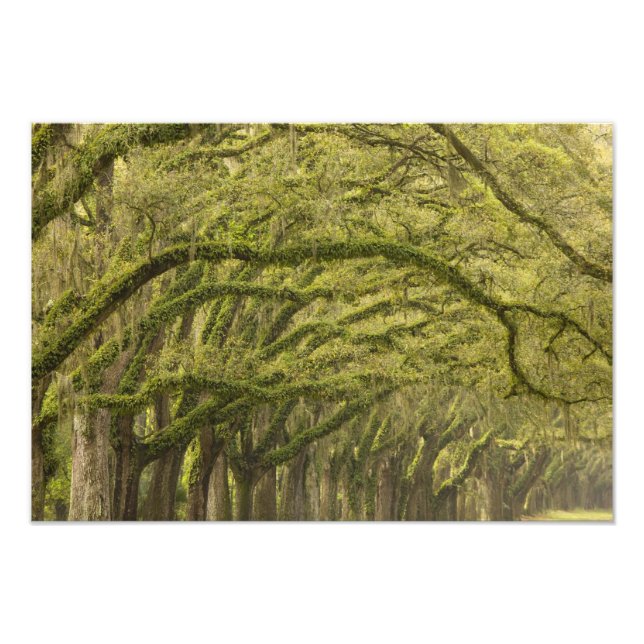 USA, Georgien, Savannah. Oak träd med Fototryck (Framsidan)