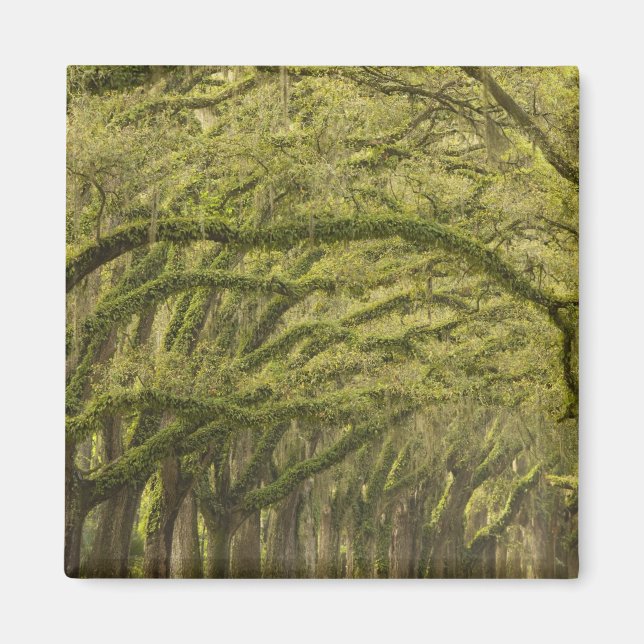 USA, Georgien, Savannah. Oak träd med Magnet (Framsidan)