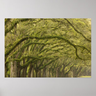 USA, Georgien, Savannah. Oak träd med Poster