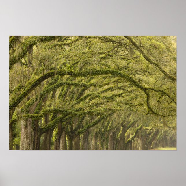 USA, Georgien, Savannah. Oak träd med Poster (Framsidan)