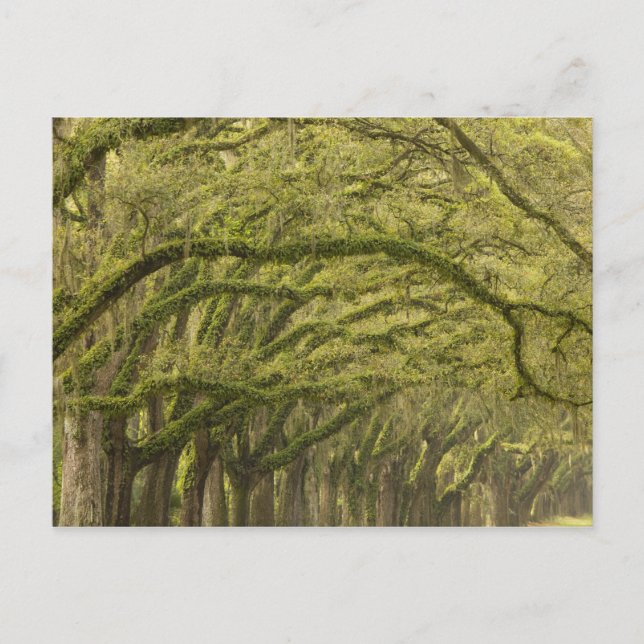 USA, Georgien, Savannah. Oak träd med Vykort (Framsida)