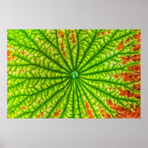 USA, Georgien, Savannah, stäng Lotus Löv Poster