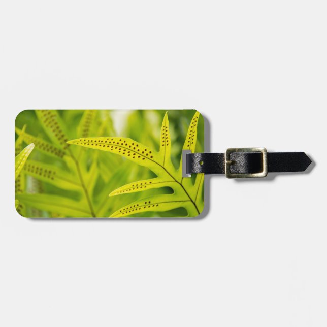 USA, Hawaii, Big Island. Tropisk grön ormbunke Bagagebricka (Horisontell Framsida)