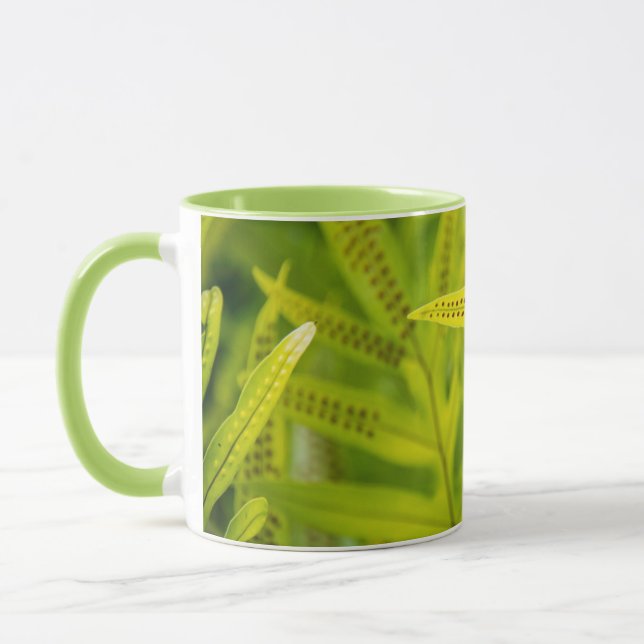 USA, Hawaii, Big Island. Tropisk grön ormbunke Mugg (Vänster)