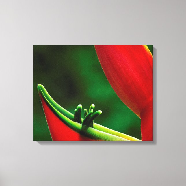 USA, Hawaii, Hilo. Heliconia Canvastryck (Framsida)