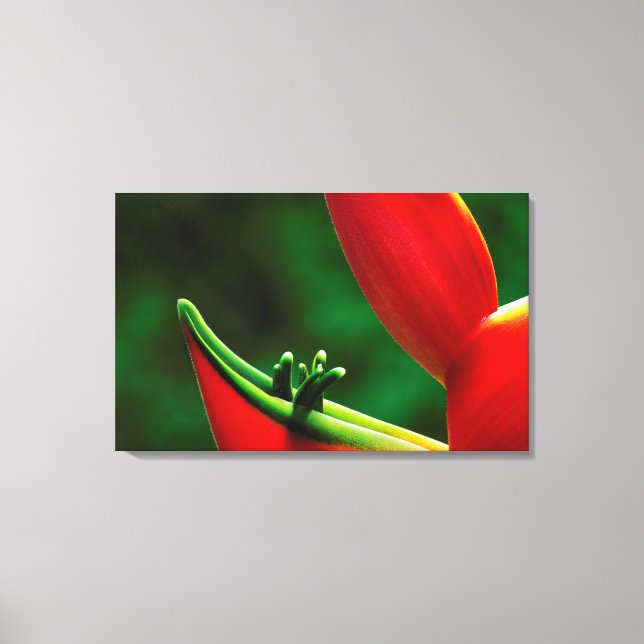 USA, Hawaii, Hilo. Heliconia Canvastryck (Framsida)