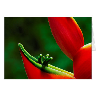 USA, Hawaii, Hilo. Heliconia Hälsningskort