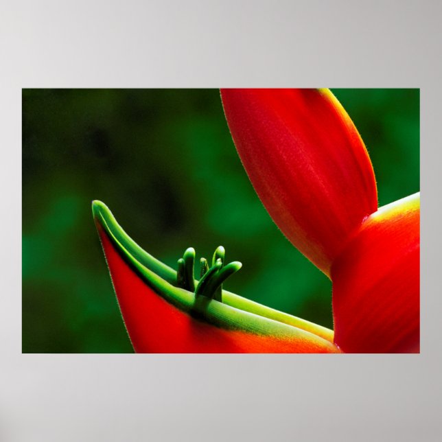 USA, Hawaii, Hilo. Heliconia Poster (Framsidan)