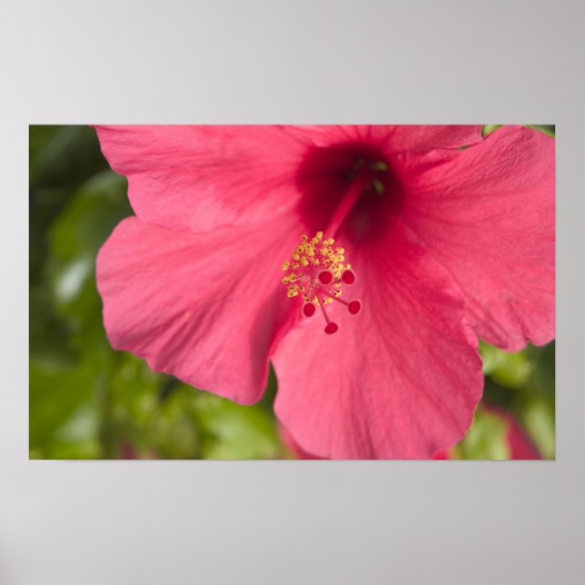 USA, Hawaii, Kauai, Hibiscus Poster (Framsidan)