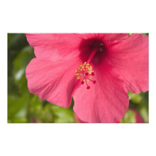 USA, Hawaii, Kauai, Hibiskus Fototryck
