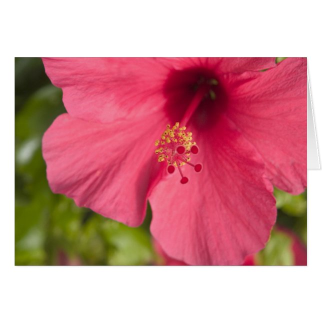 USA, Hawaii, Kauai, Hibiskus Hälsningskort (Framsidan Horizontal)