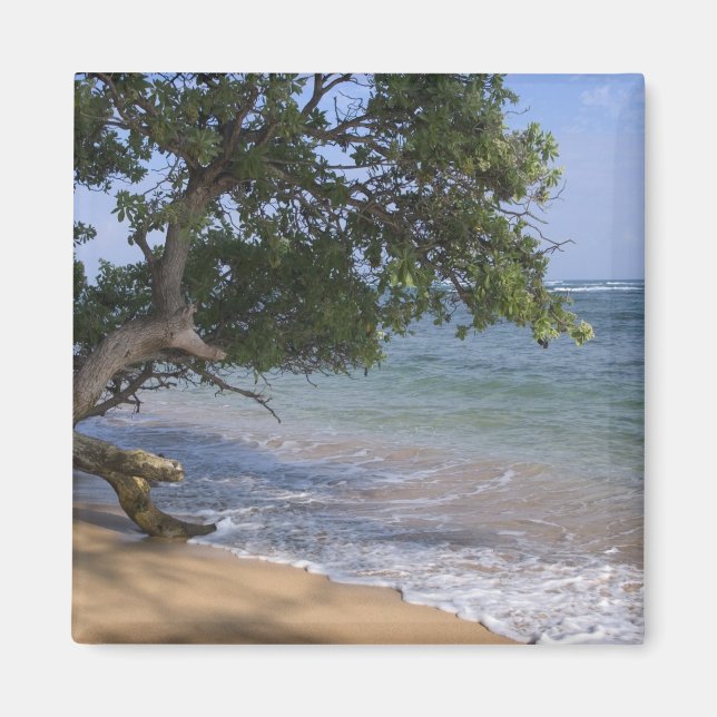 USA, Hawaii, Kauai, strand scenisk. RF) Magnet (Framsidan)
